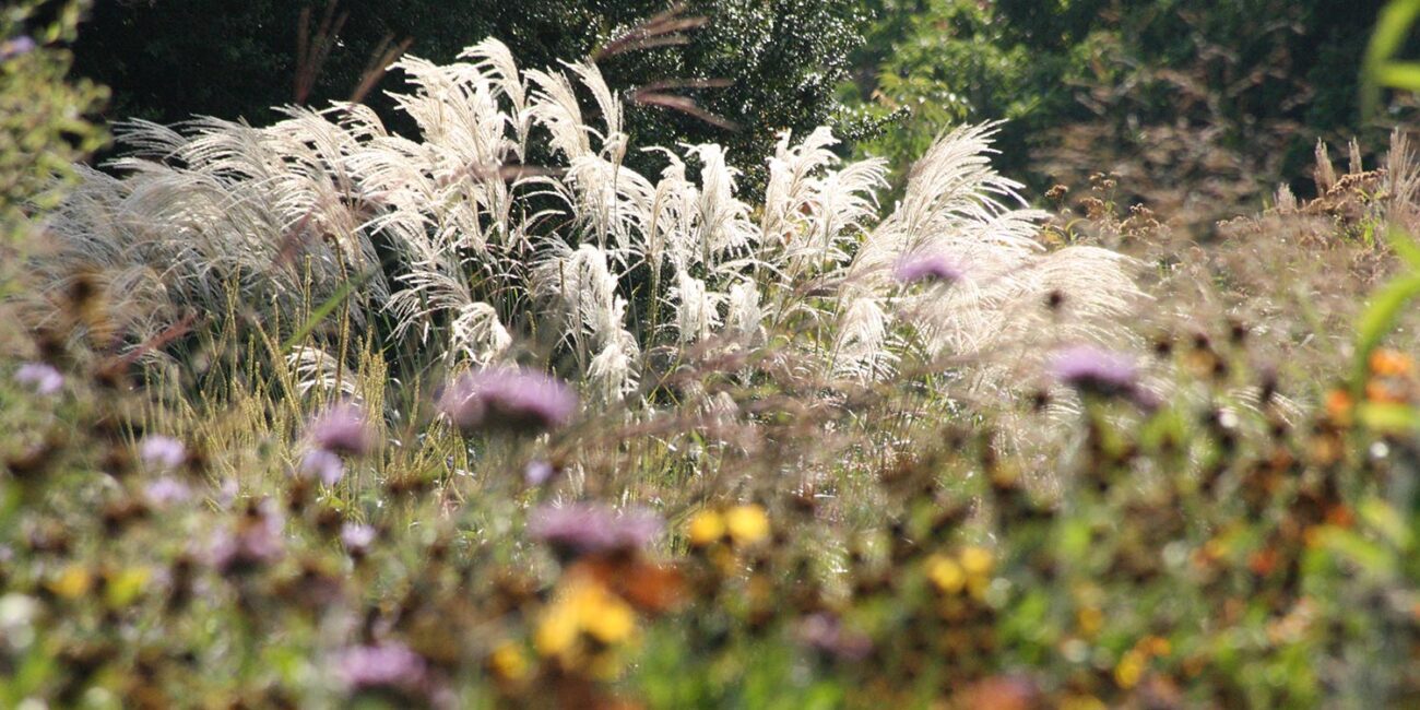 Prairiebeplanting