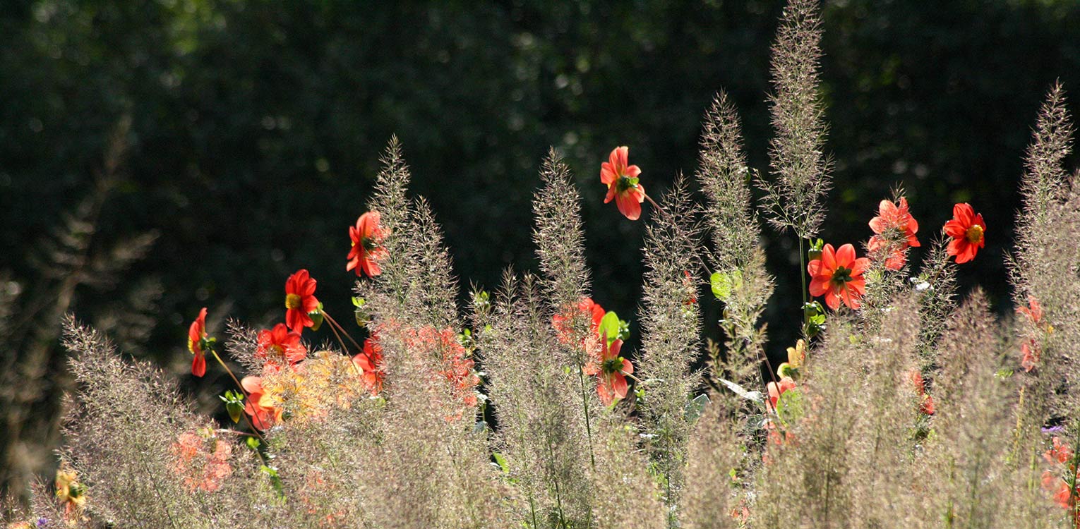 Border Beplantingen