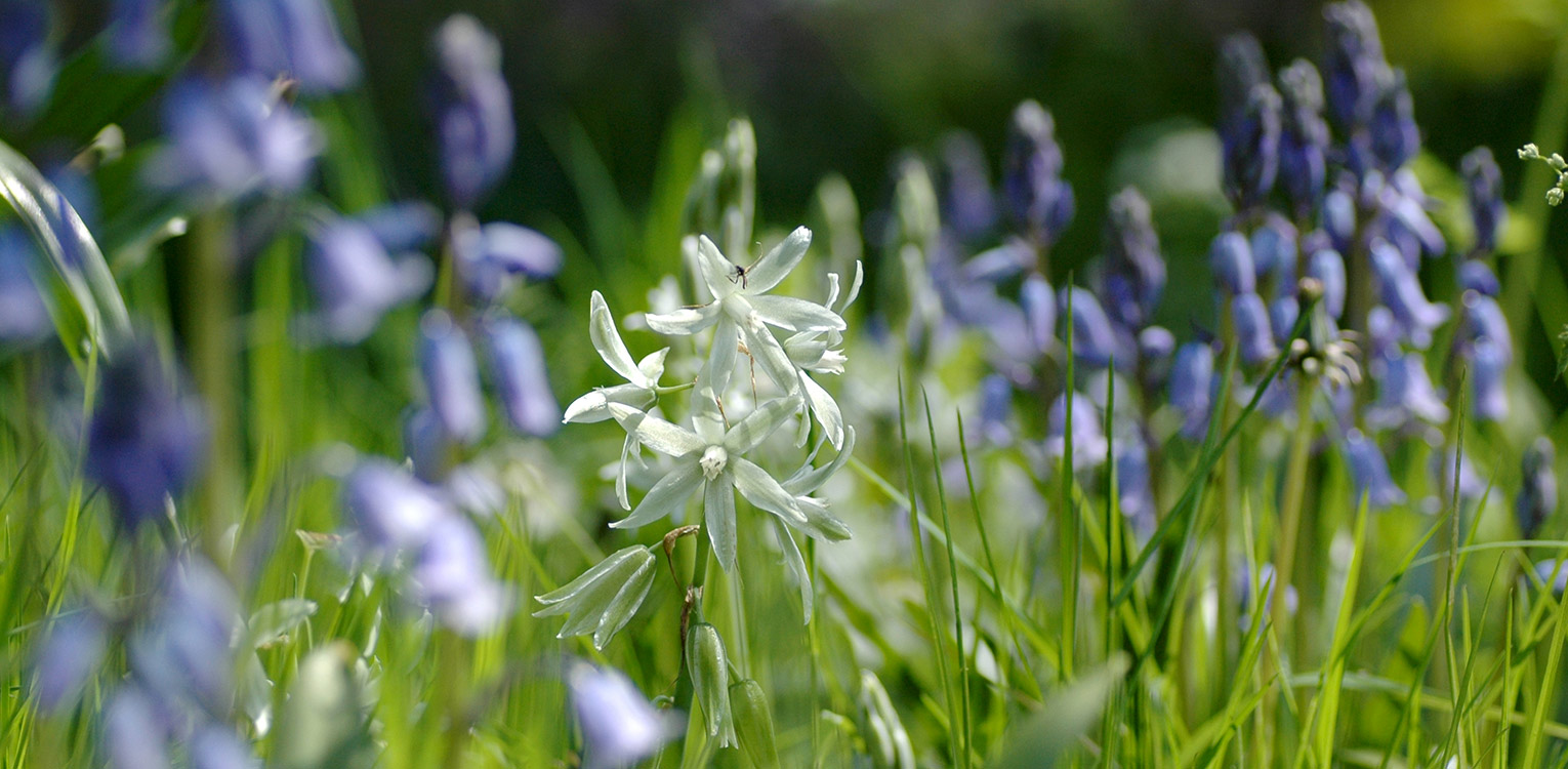 Stinzen Beplantingen