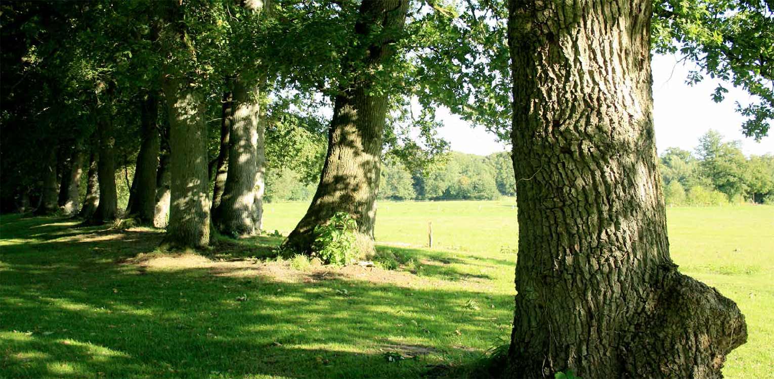 Vrijgezette landschapstuin Veluwe